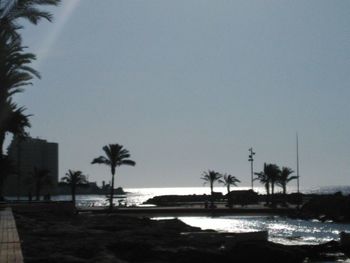 Silhouette of palm trees by sea