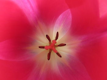 Close-up of pink flower