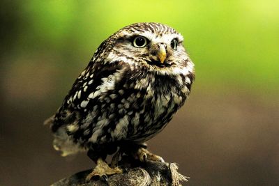 Close-up of owl perching