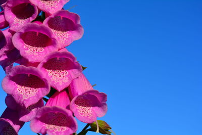 Close-up of pink flowering plant against blue sky