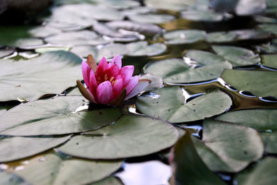 Close-up of lotus water lily in pond