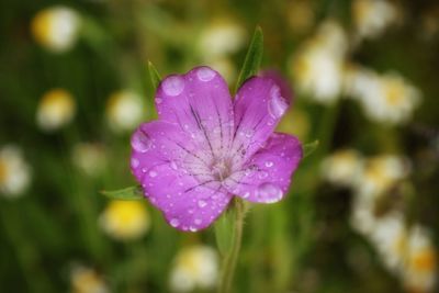 Close-up of wet pink flower