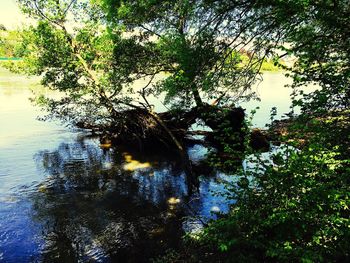 Reflection of trees in water