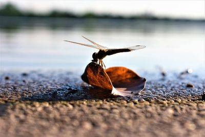 Close-up of dragonfly on dry leaf at beach