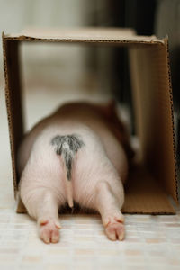 Close-up of a dog sleeping on floor