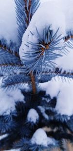 Close-up of frozen plant