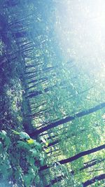 Low angle view of trees in forest