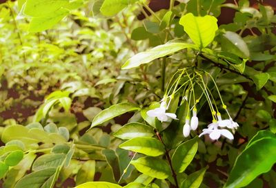 Close-up of white flowering plant