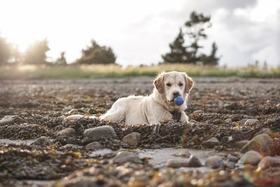 Portrait of dog on beach golden retriever 