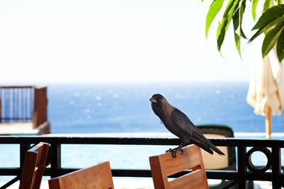 Close-up of bird perching on railing against sky