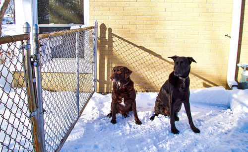 Dogs sitting on snow covered fence during winter