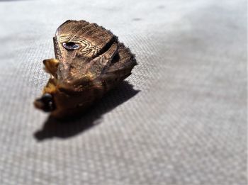 Close-up of lizard on leaf