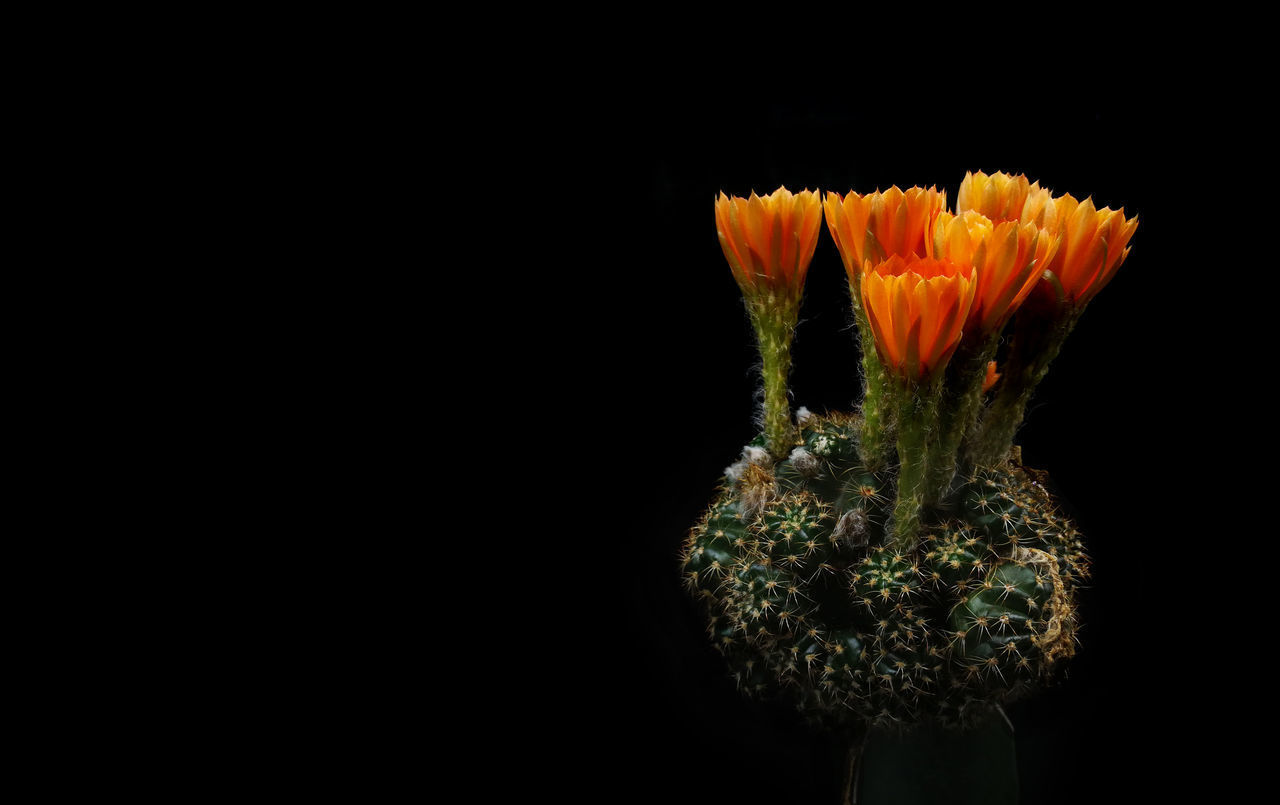 CLOSE-UP OF ORANGE ROSE AGAINST BLACK BACKGROUND