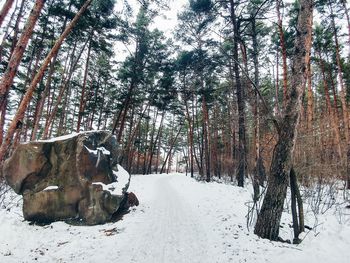 Close-up of trees in winter