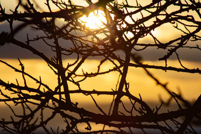 Low angle view of silhouette tree against sky during sunset