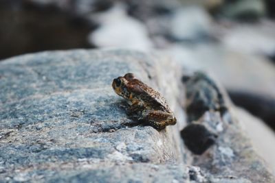 Close-up of insect on rock