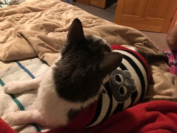 Close-up of cat on bed at home