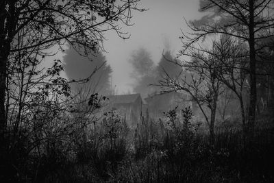 Trees in foggy weather