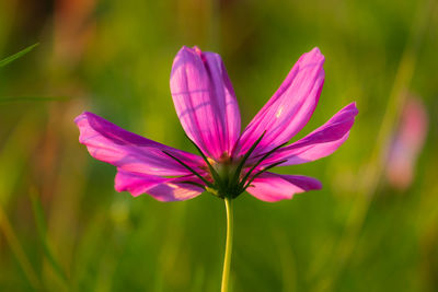 Close-up of pink flowering plant