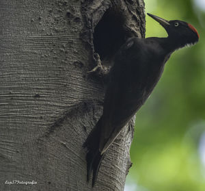 Close-up of a bird