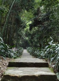 Footpath amidst trees in park