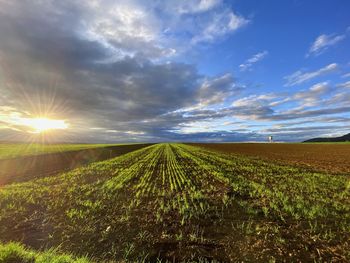 Scenic view of agricultural field against sky