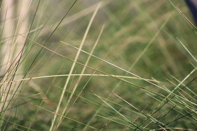 Close-up of crops growing on field