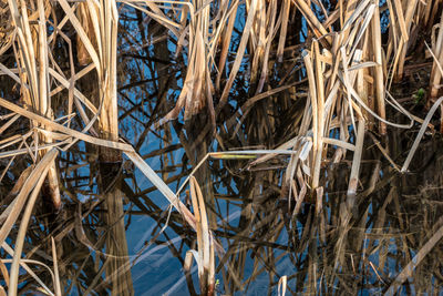 High angle view of dry plants in lake