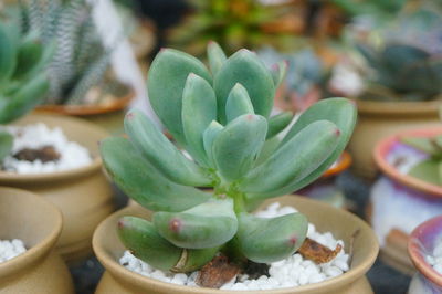 Close-up of succulent plant on table