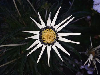 High angle view of white flower