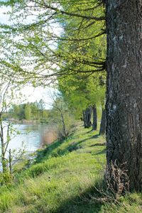 Trees and grass in water