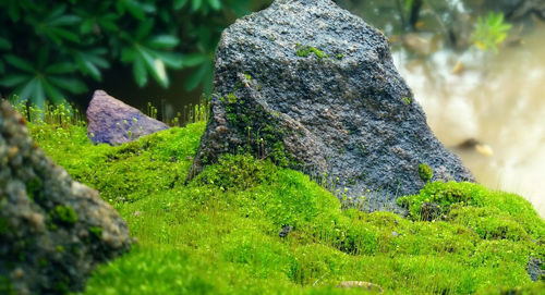 Moss growing on tree trunk