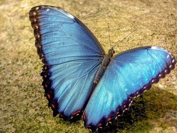 High angle view of butterfly on plant