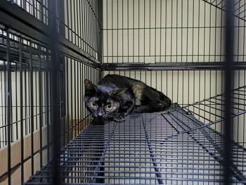 Portrait of a cat in cage