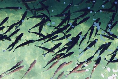 Fish swimming in sea