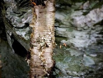 Close up of tree trunk