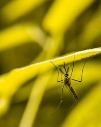 Close-up of insect