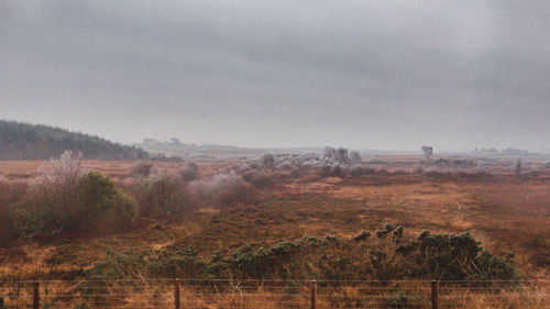Trees on landscape against sky