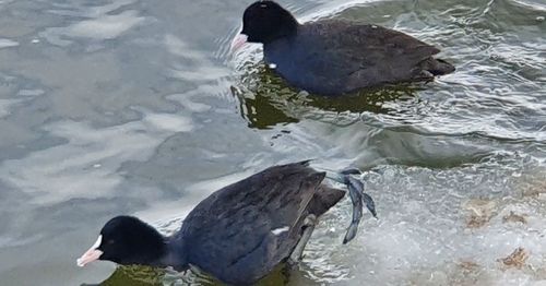 High angle view of duck swimming in sea