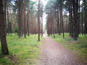 Road passing through forest