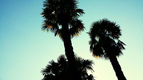 Low angle view of silhouette palm tree against clear sky