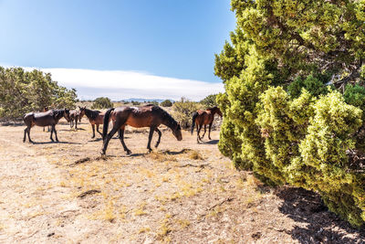 Wild horses grazing in nevada desert landscape with juniper trees