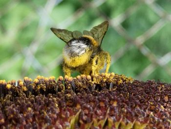 Close-up of bee pollinating on flower