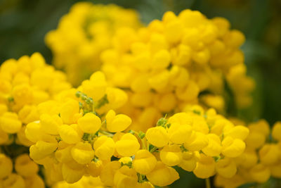 Close-up of yellow flowering plant