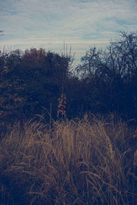 Plants growing on field against sky