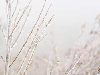 Close-up of snow on plant