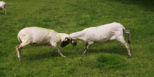 Goats on field