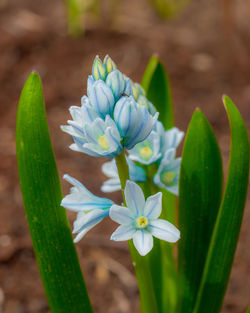 Close-up of flowering plant