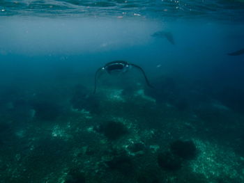 View of fish swimming in sea