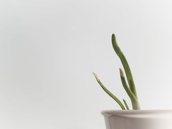 Red zone italia day fortyone - close-up of potted plant against white background